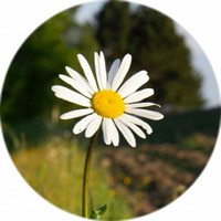 Margarita: Bellis Perennis- Daisy