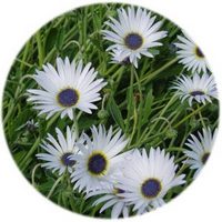Dorotheanthus Bellidiformis - Livingstone Daisy
