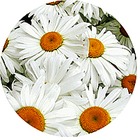 Leucanthemum