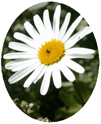 Leucanthemum Vulgare
