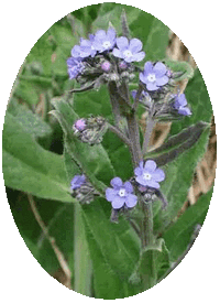Myosotis - Nomeolvides