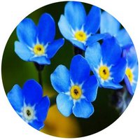 Myosotis - Nomeolvides