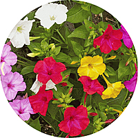 Mirabilis - Four o'clock