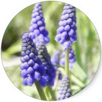 Muscari - Grape Hyacinth