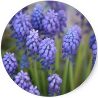 Muscari - Grape Hyacinth