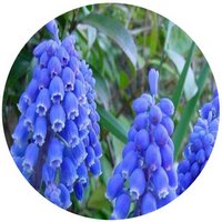 Muscari - Grape Hyacinth