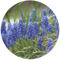 Jacinto de Uva - Muscari