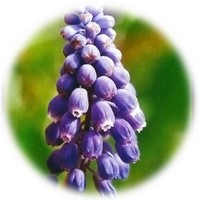 Jacinto de Uva - Muscari