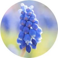 Jacinto de Uva - Muscari