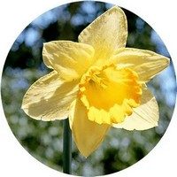 Narcissus