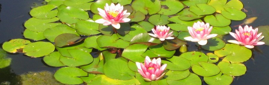 Nymphaea - Nenufar