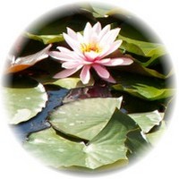 Nenufar Blanco: Nymphaea Alba