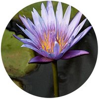 Nenufar Blanco: Nymphaea Alba