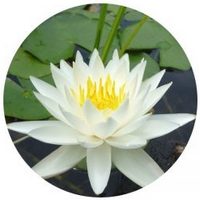 Nenufar Blanco: Nymphaea Alba