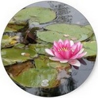 Nenufar Blanco: Nymphaea Alba