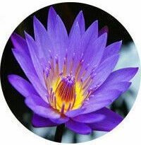 Nenufar Blanco: Nymphaea Alba