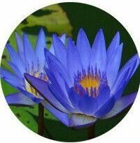 Nenufar -Nymphaea Alba