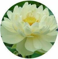 Nenufar -Nymphaea Alba