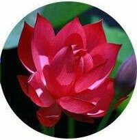 Nenufar -Nymphaea Alba