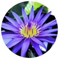 Nenufar - Nymphaea Caerulea