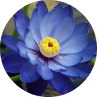 Nenufar - Nymphaea Caerulea