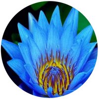 Nenufar - Nymphaea Caerulea