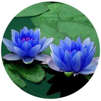 Nenufar Azul -Nymphaea Alba