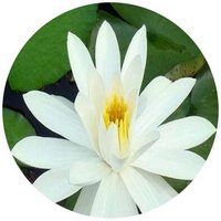 Nymphaea Lotus