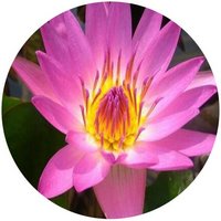 Nenufar - Nymphaea Lotus