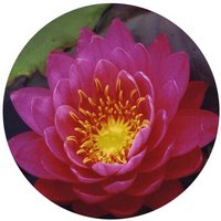 Nenufar -Nymphaea Rubra