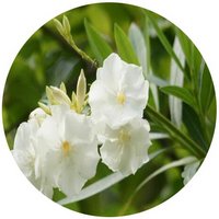 Nerium - Oleander - Adelfa
