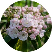 Nerium - Oleander - Adelfa