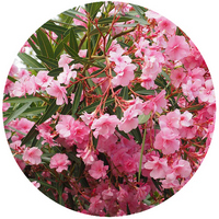 Nerium - Oleander - Adelfa