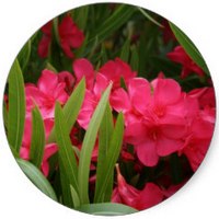 Nerium - Oleander - Adelfa