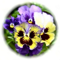 Pensamiento: Viola Tricolor - Pansy