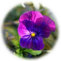 Pensamiento: Viola - Pansy