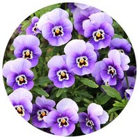 Pensamiento: Viola - Pansy