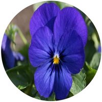 Pensamiento: Viola - Pansy