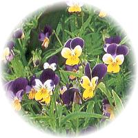 Pensamiento: Viola - Pansy