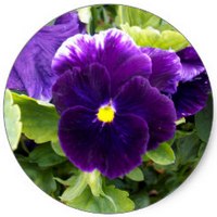 Pensamiento: Viola - Pansy