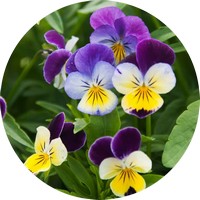 Pensamiento: Viola - Pansy