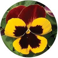 Pensamiento: Viola - Pansy