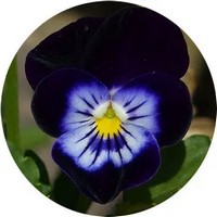 Pensamiento: Viola - Pansy