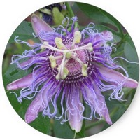 Passion Flower