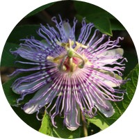 Passion Flower