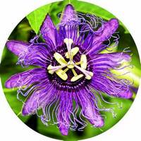 Passion Flower