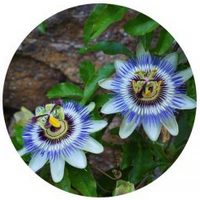 Passion Flower