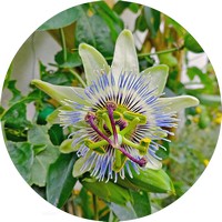 Passion Flower