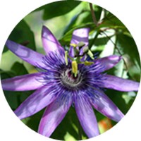 Passion Flower