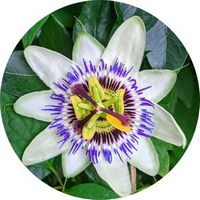 Passion Flower